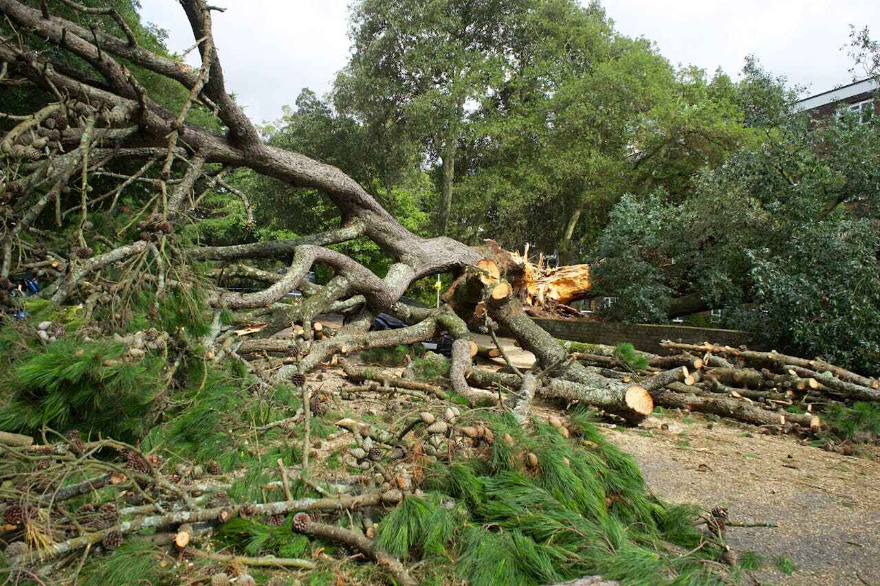 Byrnes Mill, MO Tree Service Company